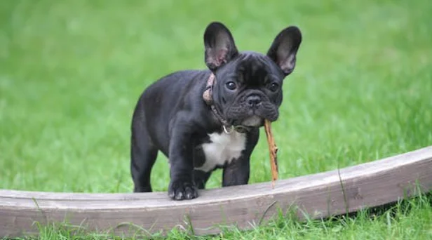 Do all French Bulldogs have health issues?