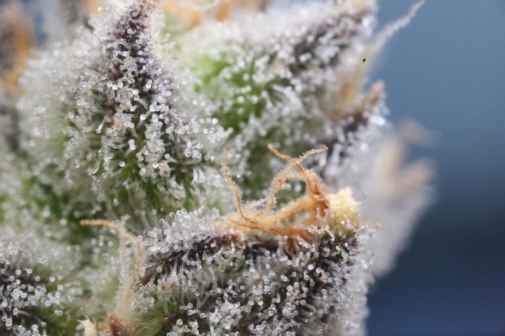 Fast Flowering Strains