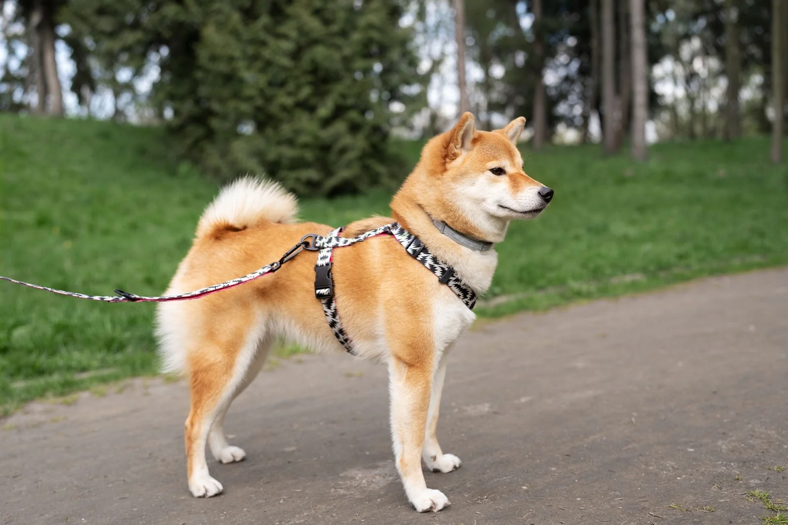 Dog in a Harness
