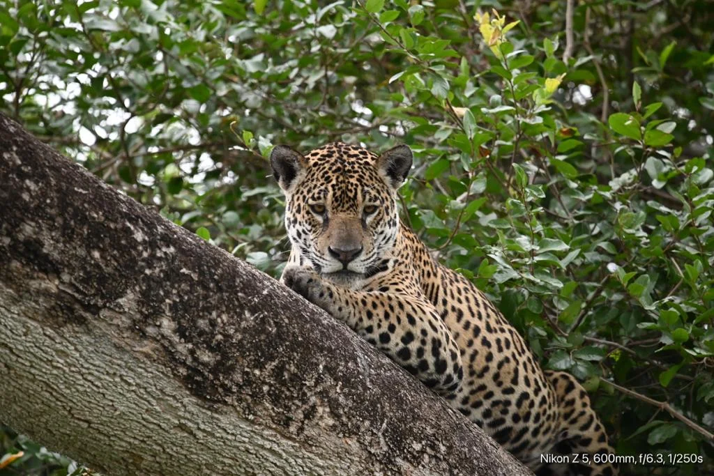 Safaris and Jaguar Photography